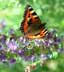 small tortoiseshell